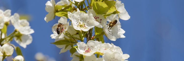 Pollination Of Flowers By Bees Pears. Pollination Of Flowers By Bees Pears.