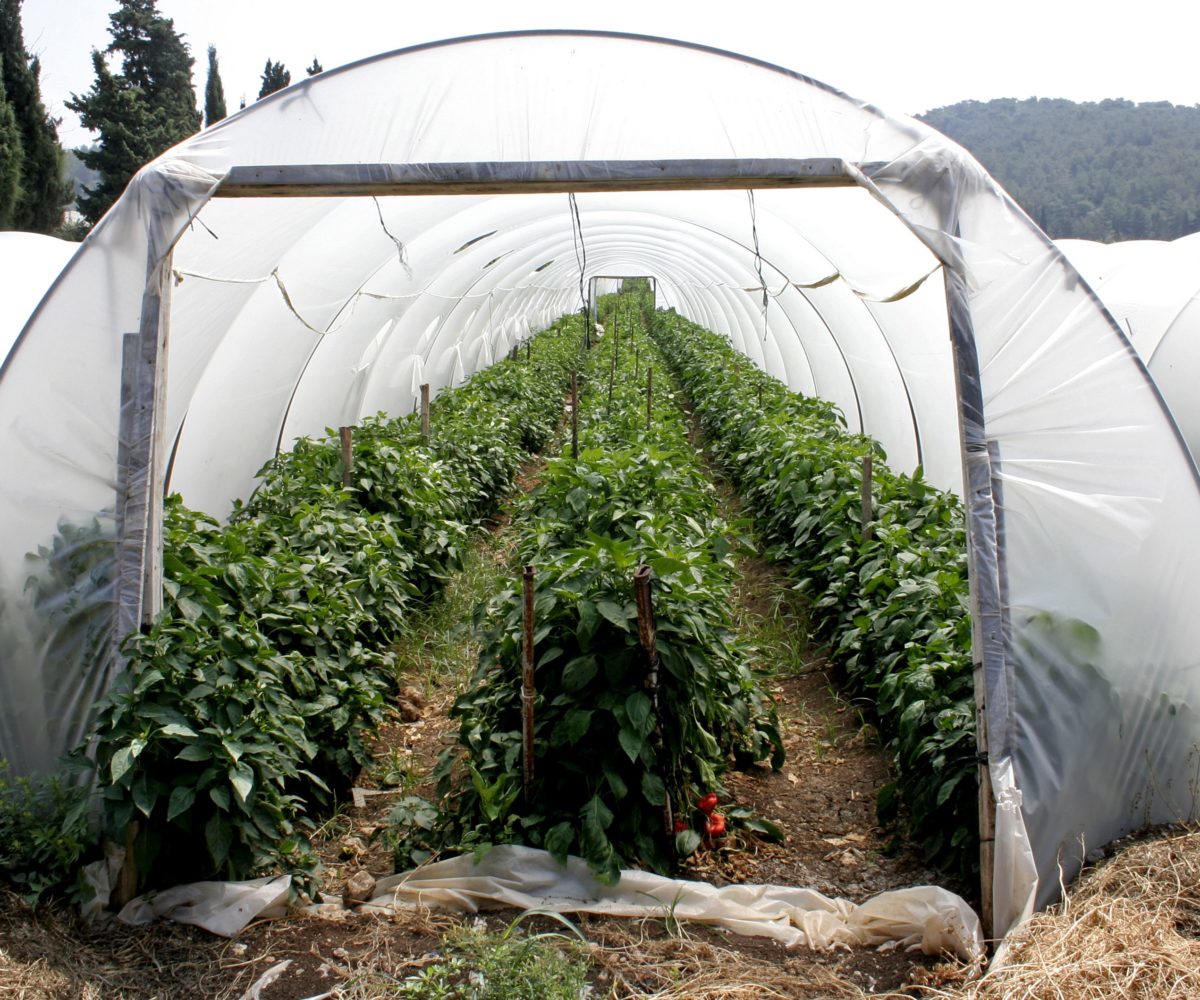 Alumni Grantees - The FruitGuys Community Fund