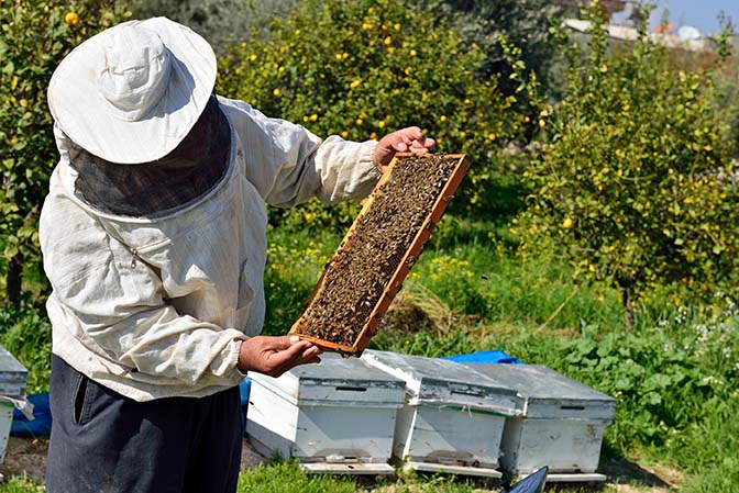 in the hands of beekeeper holding honeycomb