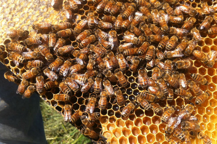 Colchester-Farm-Bees_750
