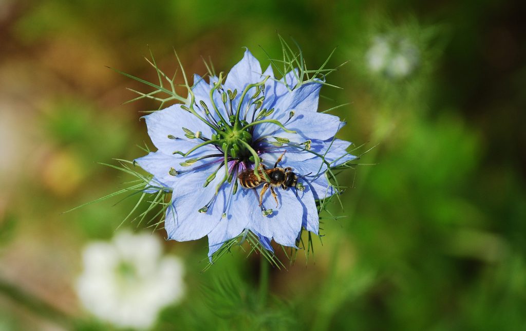 Milk and Honey Meadows Farm The FruitGuys Community Fund