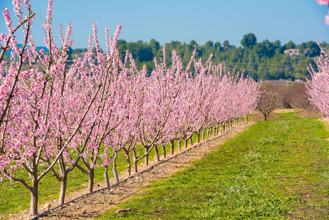 Lines of flowering almond trees against blue sky.