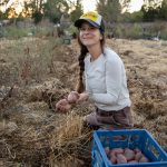red-h-farm_2022 grantee_harvesting-dry-farmed-potatoes