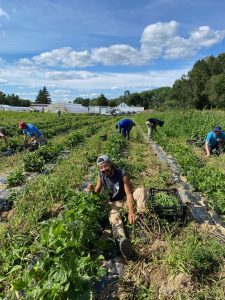 harvesting at stonefield farm_2022 grantee