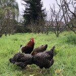 Flock of hens and a rooster free ranging in an orchard