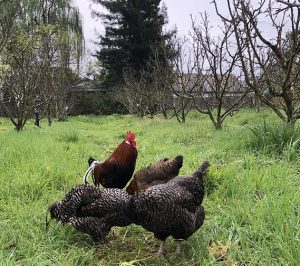 Flock of hens and a rooster free ranging in an orchard