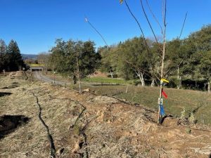 Row of newly planted fruit trees
