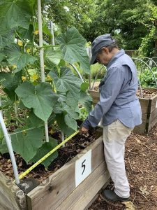 Person measuring raised garden bed with squash growing on a trellis
