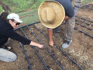 Two people planting rows of garlic beside drip tape