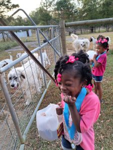 Children smiling with dogs and a herd of goats behind a fence.