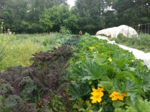 Row crops and hoop house in distance 