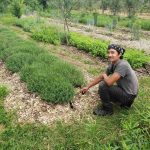 Farm Volunteer checks new drip irrigation line in row of lavender plantings