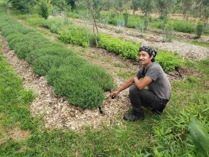 Farm Volunteer checks new drip irrigation line in row of lavender plantings