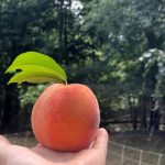 peach in open palm