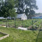 New garden market space with crops planted