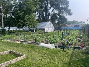 New garden market space with crops planted