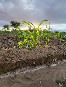 Corn plant growing in the field.