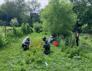 People weeding and pruning a tree.