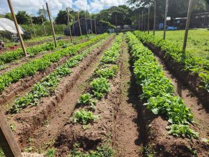 Row crops 