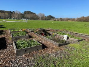 Raised growing beds at school garden site.