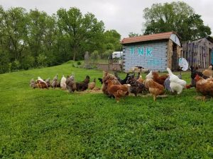 Flock of chickens on grass.