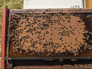 Bee hive frame 