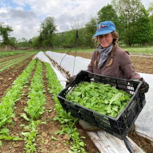 Farmer harvesting greens