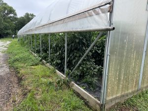 Hoop house with plastic side rolled up 