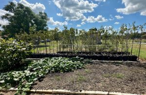 Growing space at Lone Star Olive Ranch 