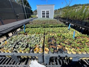 Plantings for a pollinator hedgerow