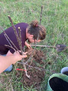 Tree planting in action