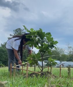 Tree planting